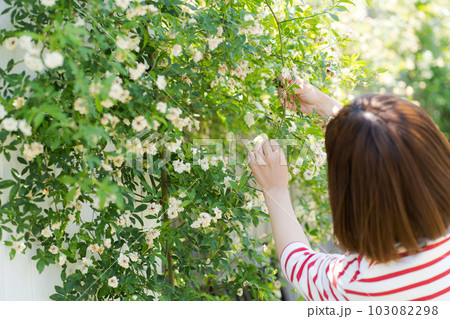 モッコウバラの手入れをしている画像 103082298