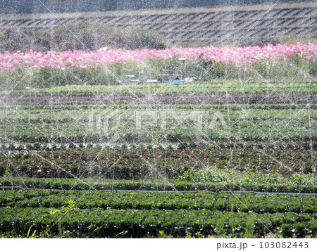 植物を管理する自動散水のシャワー 103082443