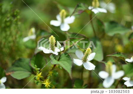 薬用植物・ドクダミ 薬用植物・ドクダミ 103082503