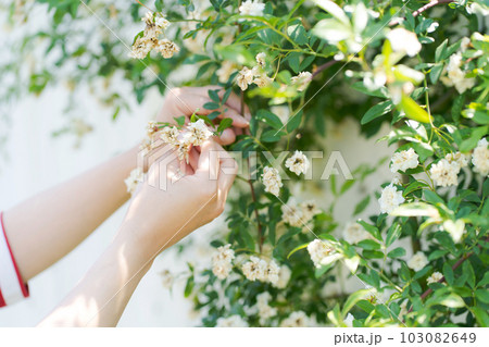 モッコウバラの手入れをしている画像 103082649