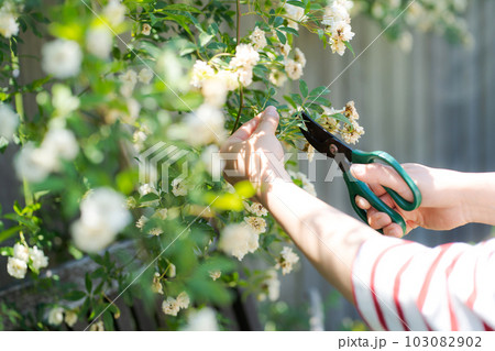 モッコウバラの手入れをしている画像 103082902