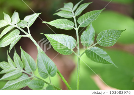 ウド（独活）の若葉 103082976