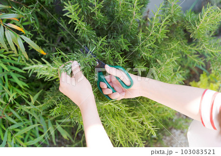 ハーブの手入れをする手元写真 103083521