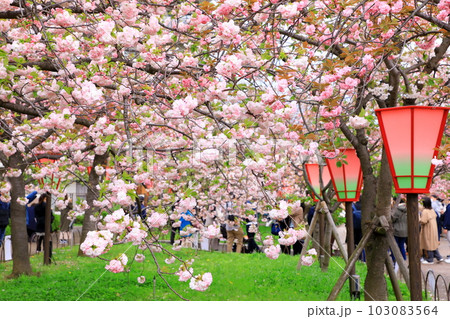 造幣局 桜の通り抜け 造幣局 桜の通り抜け 103083564