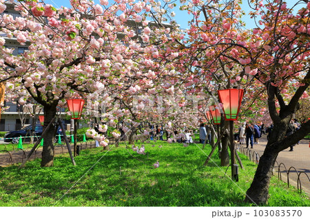 造幣局　桜の通り抜け 103083570