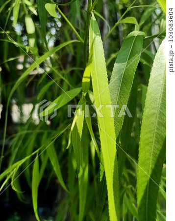 Close up of babylon weeping willow plant 103083604