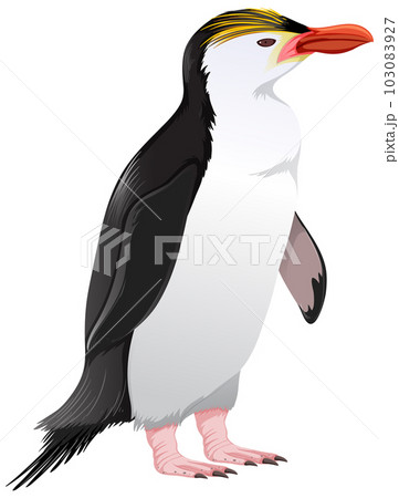 Royal Penguin on White Background 103083927