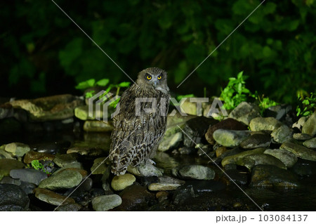シマフクロウ 103084137