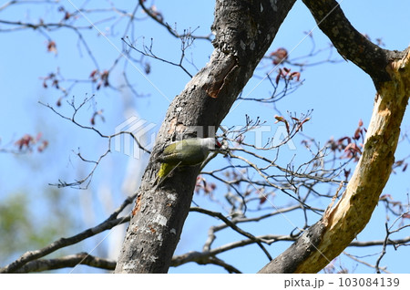 ヤマゲラ 103084139