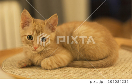 A cute ginger kitten with a classic marble pattern lies on the sofa. Adorable little pet. Soft focus 103084232