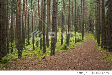 Panoramic view of wild pine forest in Belarus national park 103084279