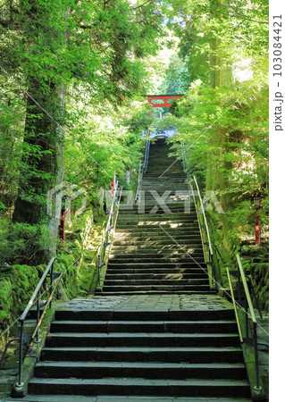 杉の大木に囲まれた箱根神社の参道 杉の大木に囲まれた箱根神社の参道 103084421