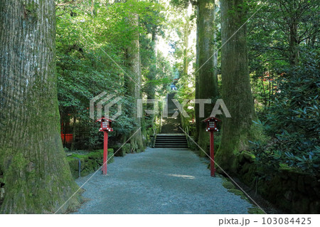 杉の大木に囲まれた箱根神社の参道 103084425