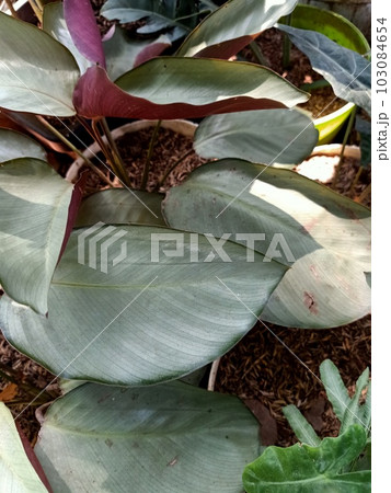 Close up of calathea silver plate plant Close up of calathea silver plate plant 103084654