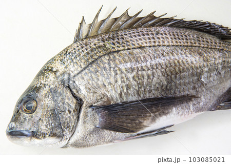 左下を向いたチヌのアップ 103085021