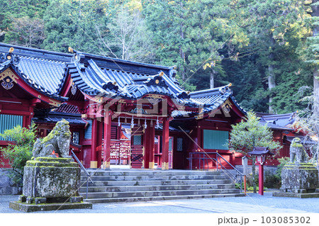 箱根神社 御社殿(本殿)と狛犬 箱根神社 御社殿(本殿)と狛犬 103085302