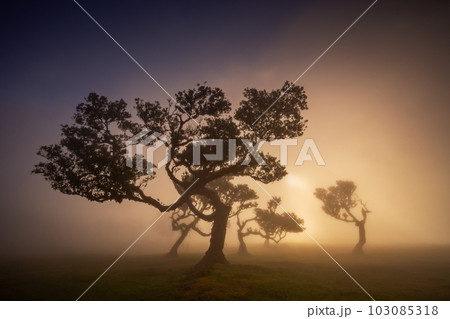 Fanal forest , old mystical tree in Madeira island, Unesco 103085318