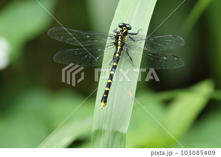 生き物　昆虫　ヤエヤマサナエ、メスです。西表島と石垣島の固有種。沖縄県の準絶滅危惧種です 103085409