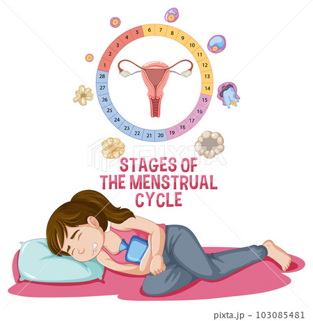 Stages of The Menstrual Cycle 103085481