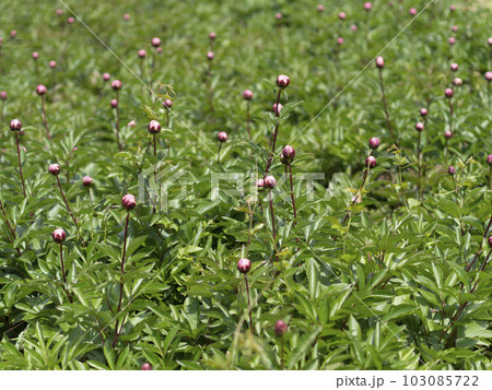 植物園に咲くシャクヤクの蕾 植物園に咲くシャクヤクの蕾 103085722