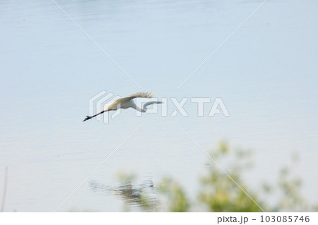 シラサギ 103085746