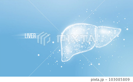 Human liver. Wireframe low poly style. Concept for medical, treatment of the hepatitis. Abstract modern 3d vector illustration on blue background 103085809
