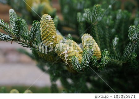 Green cones grow on a Christmas tree in the forest close-up 103085971