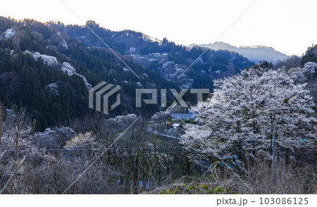 早春の長野県小川町の山桜の風景 103086125