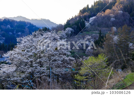 早春の長野県小川町の山桜の風景 103086126