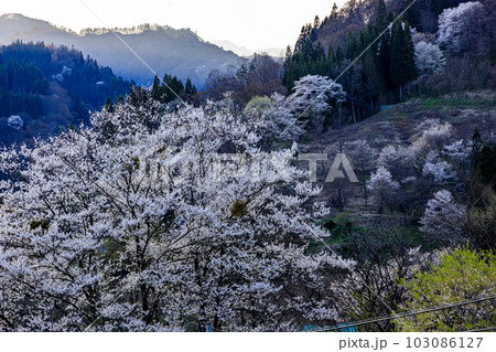 早春の長野県小川町の山桜の風景 103086127
