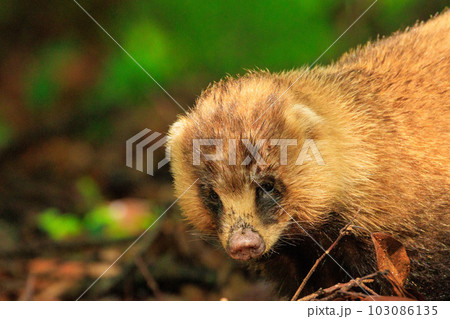 アナグマ アナグマ 103086135