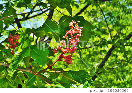 ピンクのベニバナトチノキの花（春、五月） 103086363