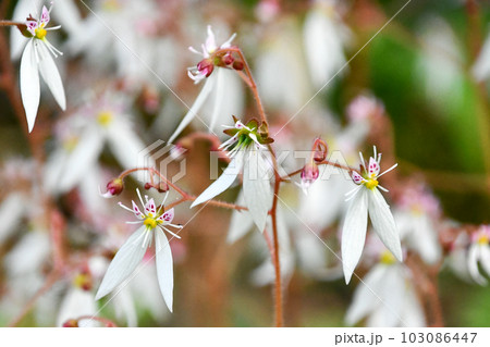 ユキノシタ 103086447