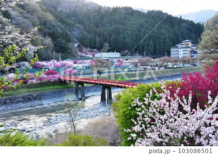 長野県昼神温泉郷 阿智川と湯ノ瀬橋と満開の花桃 長野県昼神温泉郷 阿智川と湯ノ瀬橋と満開の花桃 103086501