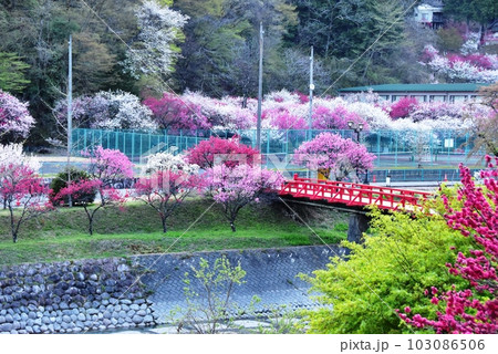 長野県昼神温泉郷 阿智川と湯ノ瀬橋と満開の花桃 長野県昼神温泉郷 阿智川と湯ノ瀬橋と満開の花桃 103086506