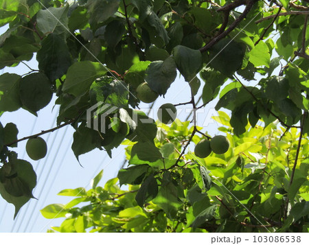 我が家に庭に育つ大きな梅の実 103086538