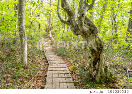 中島台・獅子ヶ鼻湿原の春 奇形巨木ブナ 散策路 木道 中島台・獅子ヶ鼻湿原の春 奇形巨木ブナ 散策路 木道 103086539