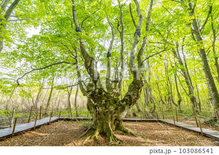 中島台・獅子ヶ鼻湿原の春　あがりこ大王　森の巨人　ブナの巨樹 103086541