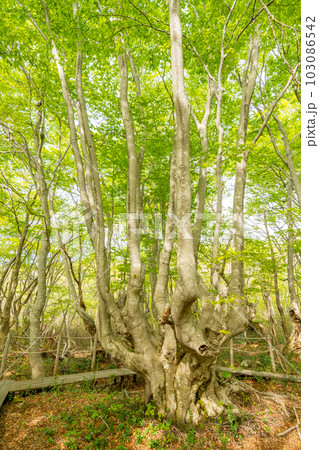 中島台・獅子ヶ鼻湿原の春　あがりこ女王 103086542