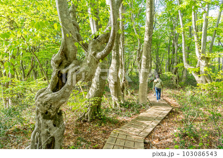 中島台・獅子ヶ鼻湿原の春　奇形巨木ブナ　散策路　木道 103086543