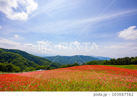 天空のポピー 103087562