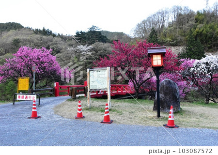 長野県昼神温泉郷 阿智川に架かる湯ノ瀬橋と満開の花桃と観光案内板 長野県昼神温泉郷 阿智川に架かる湯ノ瀬橋と満開の花桃と観光案内板 103087572