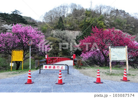 長野県昼神温泉郷　阿智川に架かる湯ノ瀬橋と満開の花桃と観光案内板 103087574