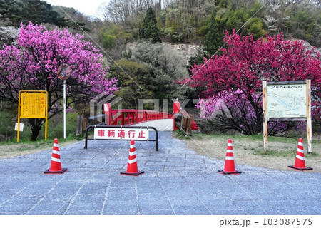 長野県昼神温泉郷　阿智川に架かる湯ノ瀬橋と満開の花桃と観光案内板 103087575