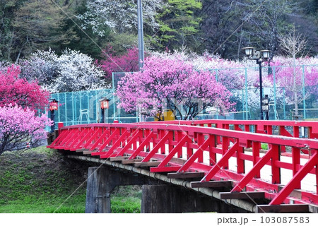 長野県昼神温泉郷 阿智川に架かる湯ノ瀬橋と満開の花桃 長野県昼神温泉郷 阿智川に架かる湯ノ瀬橋と満開の花桃 103087583
