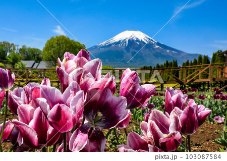 チューリップ咲く初夏の山中湖花の都公園から富士山を望む 103087584