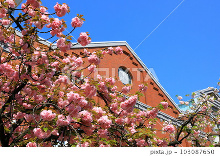 造幣局　桜の通り抜け 103087650
