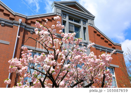 造幣局 桜の通り抜け 造幣局 桜の通り抜け 103087659