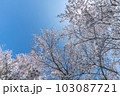 桜　青空　春イメージ 103087721