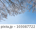 桜　青空　春イメージ 103087722